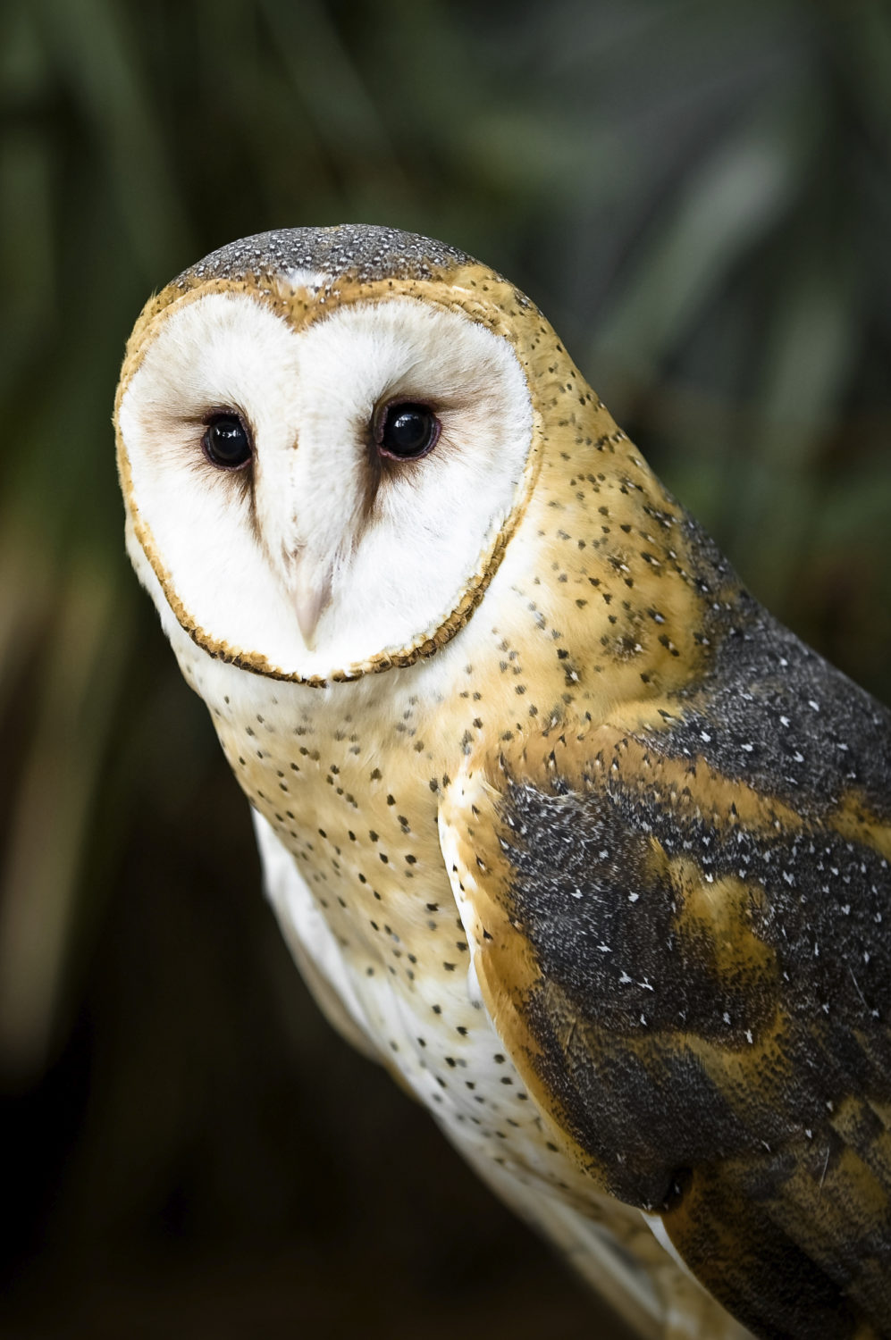 central-coast-vineyard-team-and-pg-e-barn-owl-nest-box-program-barn