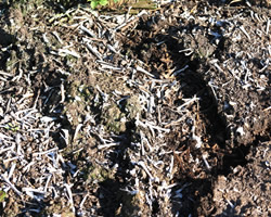 Cane Rat Bones from a Single Barn Owl Nest Box in Sugar Cane Field