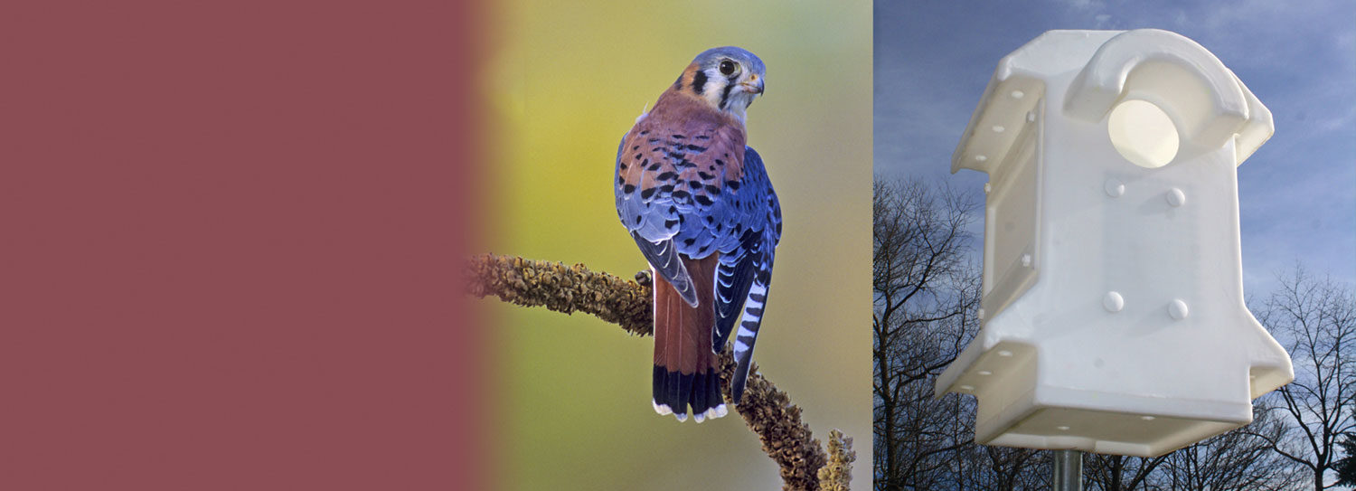 Barn Owl And Screech Owl And Bluebird Nest Boxes Barn Owl Box Company