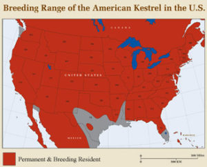 Kestrel Range Map