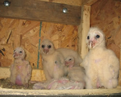 Young Barn Owls in Nest Box