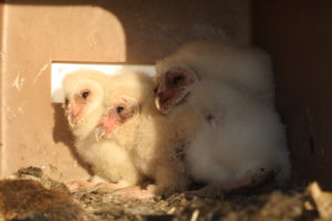 Young barn owl chicks 3