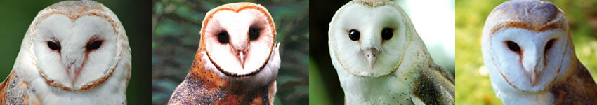 Barn Owls in the U.S. Banner