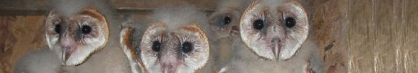 Baby Barn Owls Barn Owl Biology Page