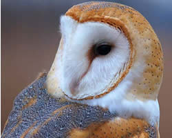 Barn Owl Plumage