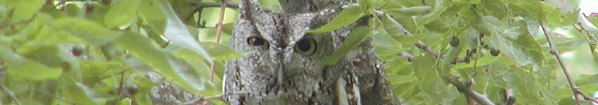 Screech Owl Biology Page Header