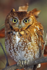 Red phase eastern screech owl