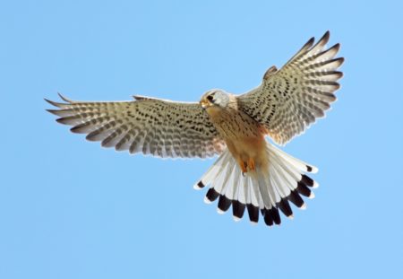 Kestrel Nest Box | Barn Owl Box Company