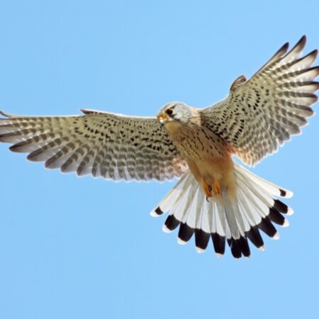 Kestrel Nest Box | Barn Owl Box Company