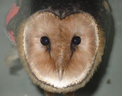 african-grass-owl