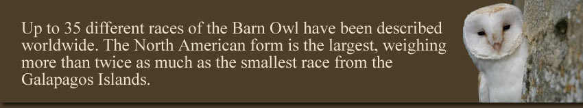 The Races of the Barn Owl