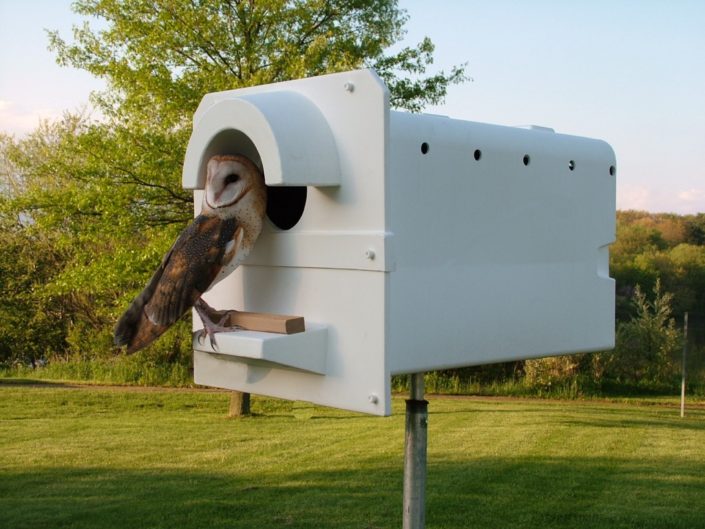 Barn Owl And Screech Owl And Bluebird Nest Boxes Barn Owl Box Company 5642