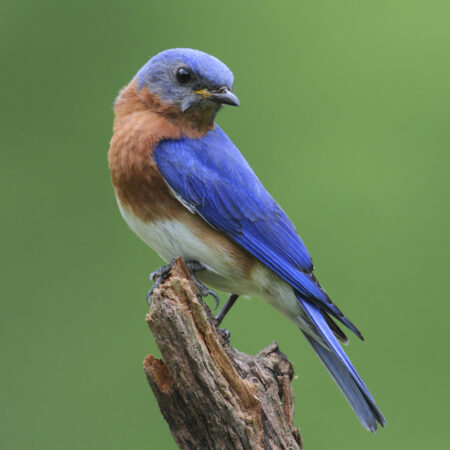 Bluebird Biology | How to Attract Bluebirds | Barn Owl Box Company