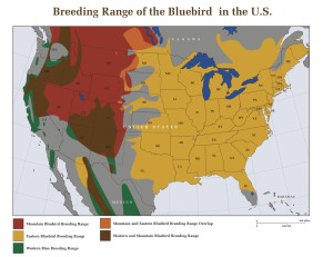 Range Map of the Eastern and Western and Mountain Bluebirds
