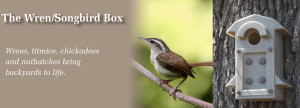 Wren-Songbird-Box-Banner