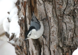 Nuthatch on trunk enlarged