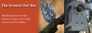 Screech Owl Box Banner for Homepage Slideshow