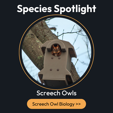 Species spotlight Screech Owls. Click here to read more.